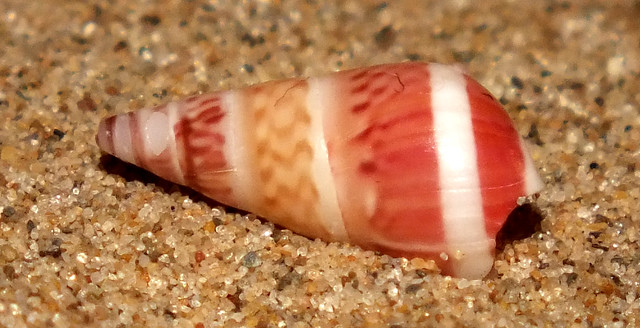 Silver kelp snail (Bankivia fasciata) subadult
