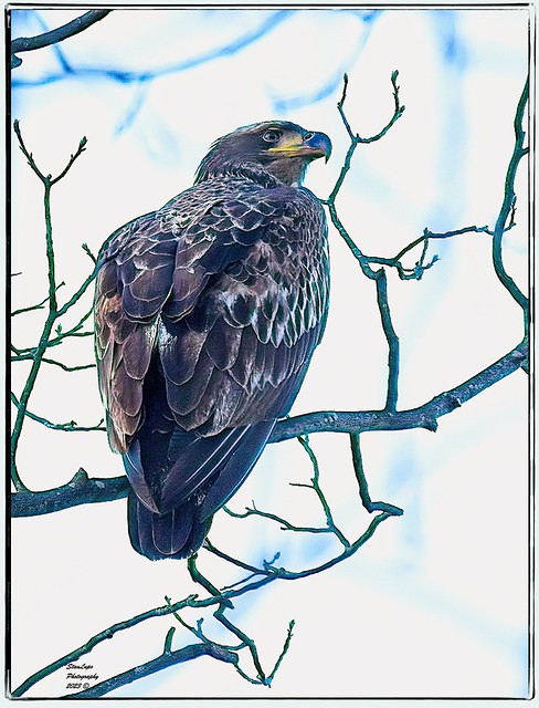 Eagle In Tree 1_28_23