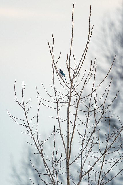 Lonely Blue Jay