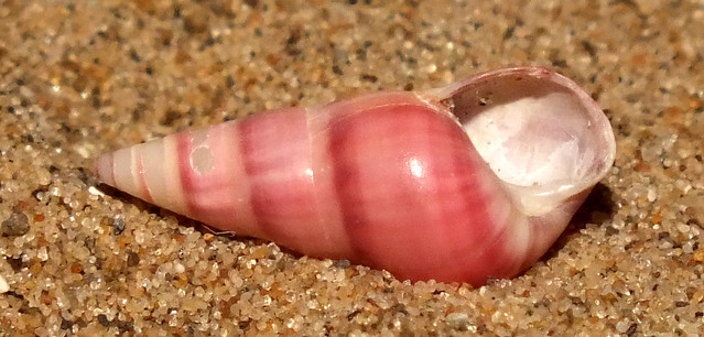 Silver kelp snail (Bankivia fasciata) under side