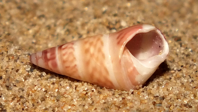 Silver kelp snail (Bankivia fasciata) subadult under side