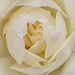 Pale Yellow Rose, 4.19.17
