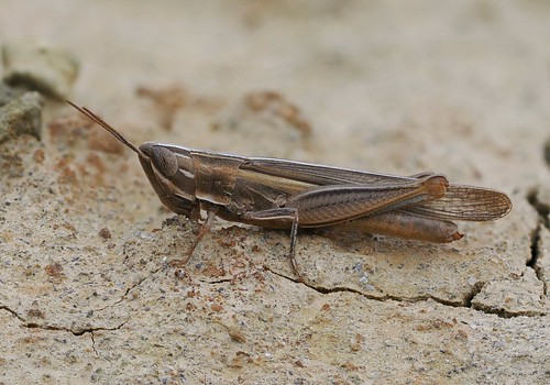 Aegean Match Grasshopper (Ochrilidia pruinosa), Triopetra Beach, Crete