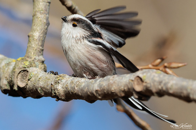 Long-tailed tit (Aegithalos caudatus) Staartmees