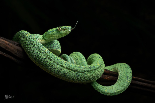 Side-striped Pit Viper (1 of 1)