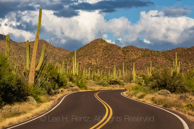 Road in Tucson Mountain District  in Saguaro National Park