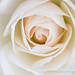 Pale Rose (II), 1.15.18