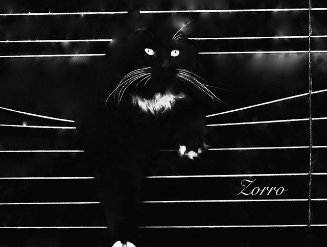 ZORRO the BLACK & WHITE CAT IN OUR FRONT WINDOW, IN MONTREAL ( Quebec ) CANADA