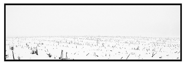 a snow covered cornfield