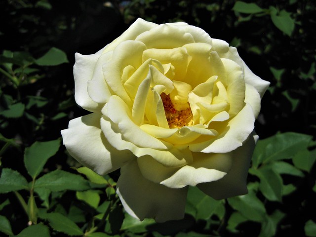 A Summertime Elina Rose Bloom
