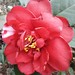 Japanese Camellia.