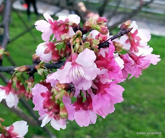 「2023內湖樂活公園賞櫻」(Cherryblossoms at Ne-hu park, Taipei, Taiwan, SJKen, Jan 29, 2023.