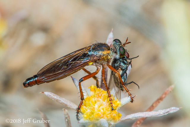 Robber Fly (Saropogon flavofacialis) with prey