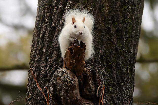 First White Squirrel Sighting of 2023!