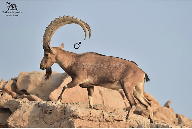 الأسم العربي: الوعل النوبي الأسم الإنجليزي: Nubian ibex الأسم العلمي: Capra nubiana