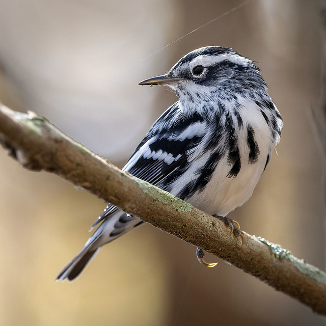 Black and White Warbler at Green Cay Nature Preserve