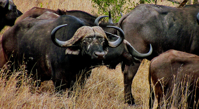 SÜDAFRIKA( South-Africa), Im Kruger-Nationalpark. Büffelherde (serie) ,  22037