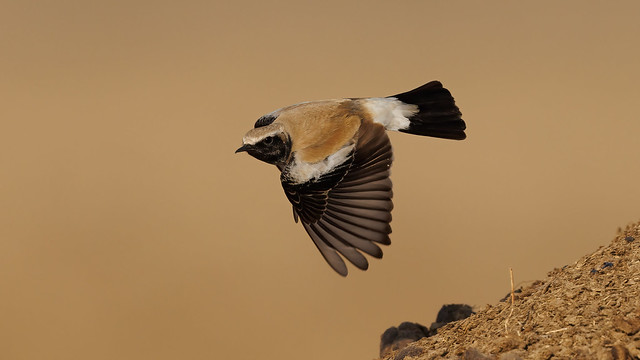 A Desert Wheatear taking flight