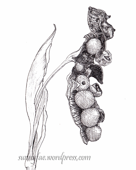iris seeds ink drawing