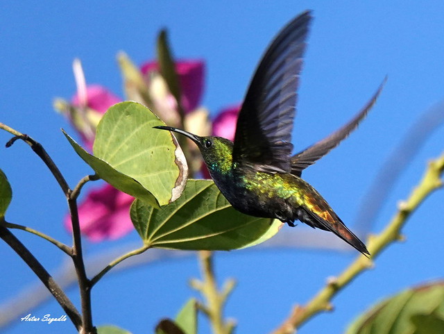 Kolibris besuchen regelmäßig die Bauhinien
