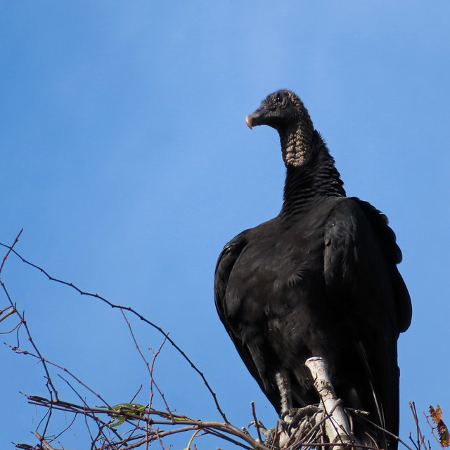 Black Vulture...