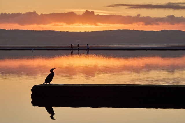Cormorant at sunset