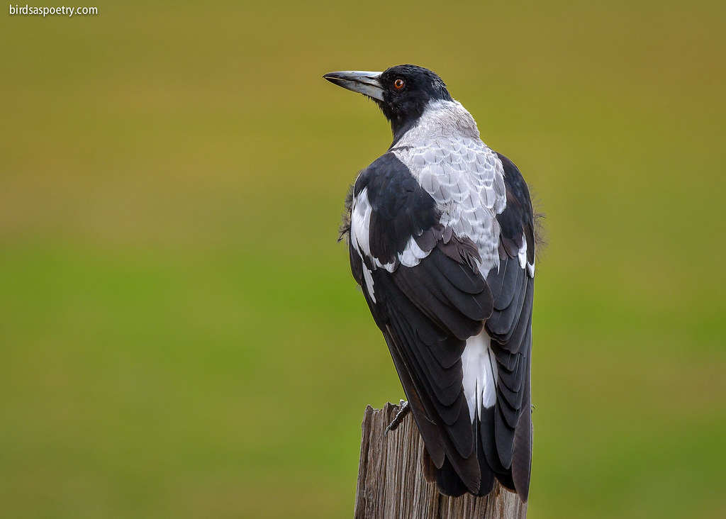 Australian Magpie: Drying Off