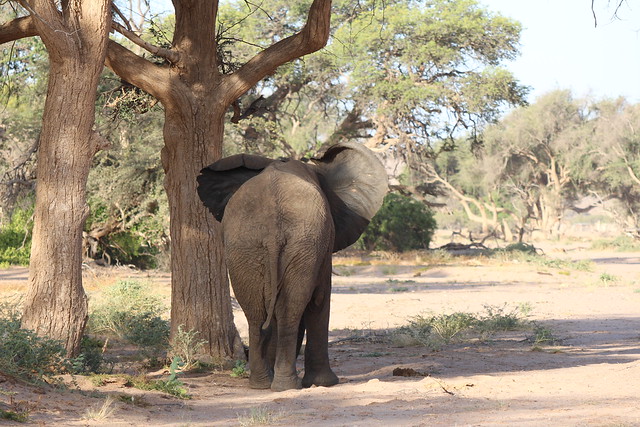 Desert-adapted young bull elephant, Damaraland, Namibia