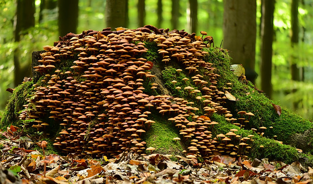 Pilze - Mushroom - How many . . .