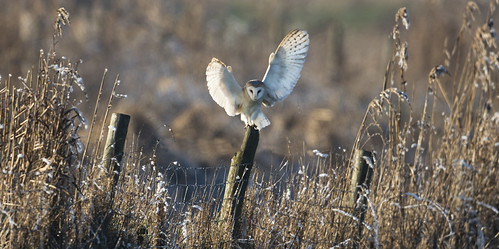 barnowl owl landscape ice beautiful landing post close stunning