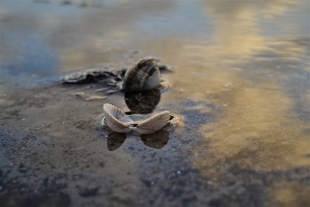 Muscheln am Strand von Scharbeutz