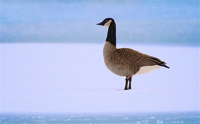 Snowy Goose