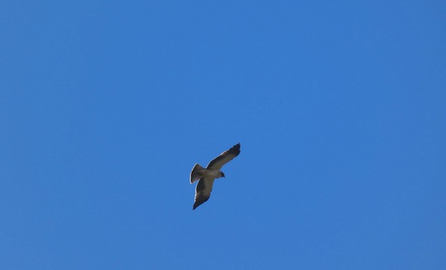Booted Eagle ( out of my camera range hence a bit blurred), Boca do Rio, Algarve
