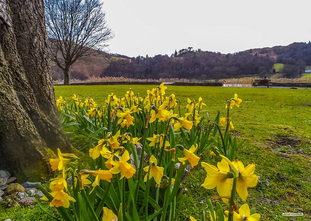 Wordsworth's daffodils near Grasmere Lake and Dove Cottage where he lived, Cumbria, England.
