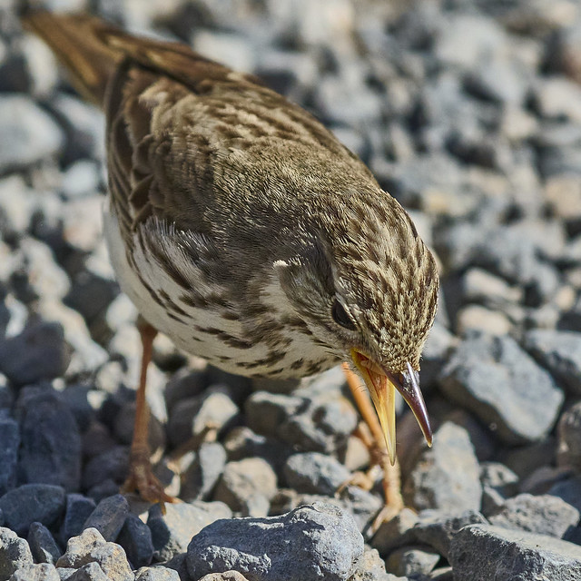 Berthelot's pipit with its beak open