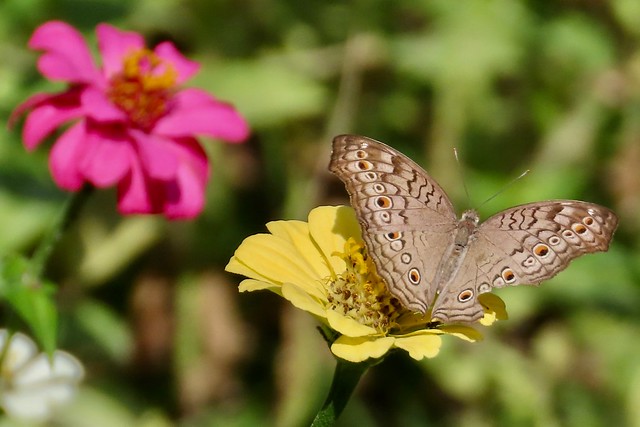 Butterfly at Ho Pha Keo Garden, Vientiane Laos