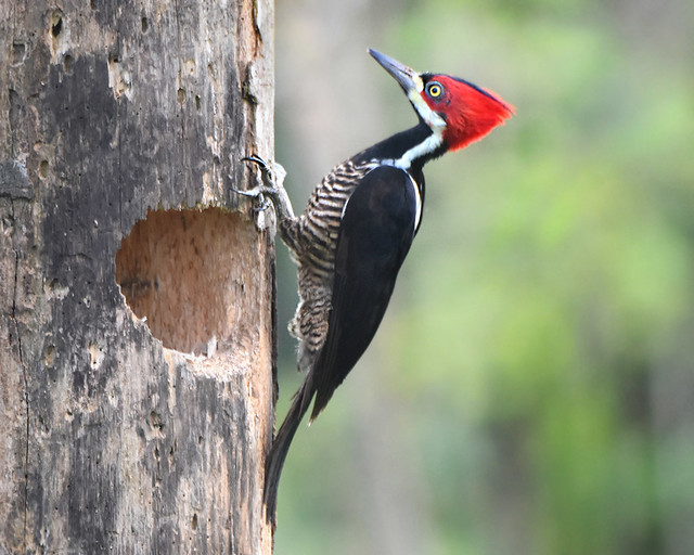 Crimson-Crested Woodpecker in Panama