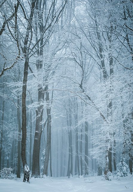 Frozen winter woods