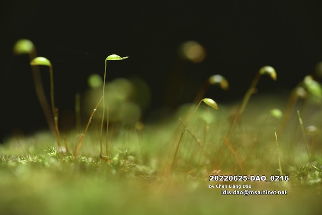 20220625-DAO_0216 枯木上生長的苔癬植物