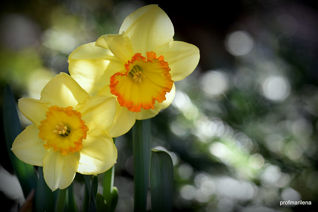 DSC_3996  daffodils with bokeh