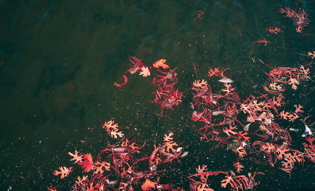red leaves, green water