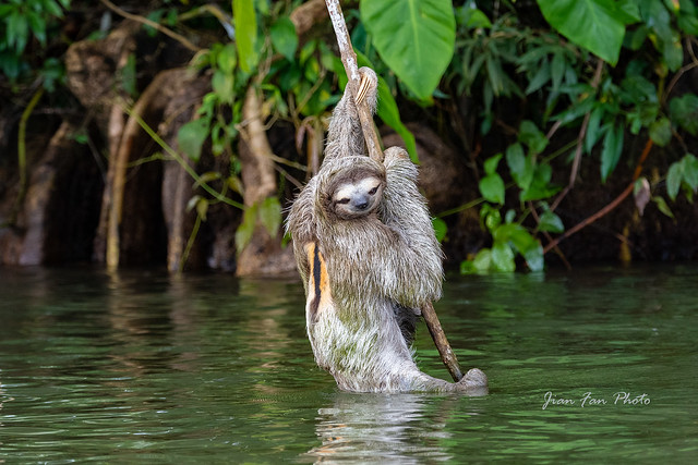 Three-toed sloth in water