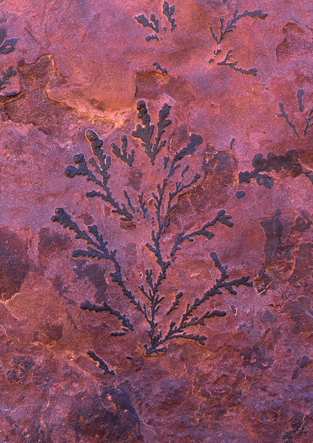 Ancient fossilized plant in a red rock, Tassili N'Ajjer National Park, Tadrart Rouge, Algeria