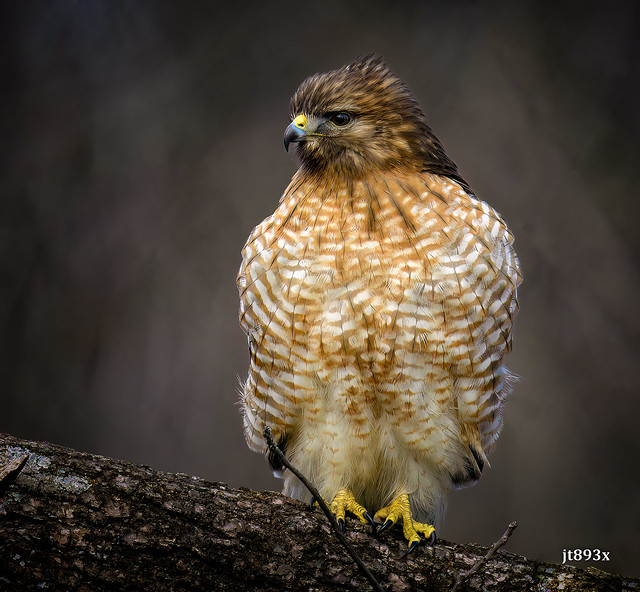 Portrait of a Red-shouldered Hawk