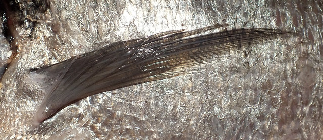 Gilt-head bream (Sparus aurata) pectoral fin