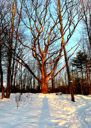 Big ol' tree at the top of the hill by DjD-567, With sunset happening directly behind me.newengland sunset shadow 03301 nh concord winantpark tree