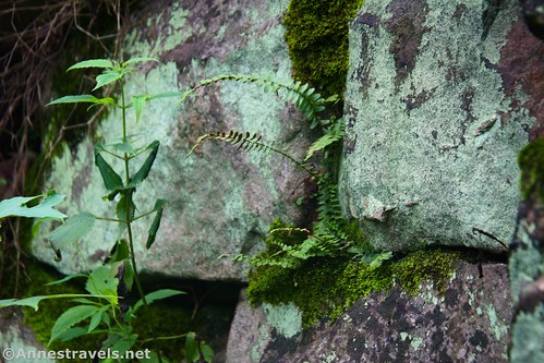 Ferns growing in the stones of a coke oven at Nuttallburg, New River Gorge National Park, West Virginia