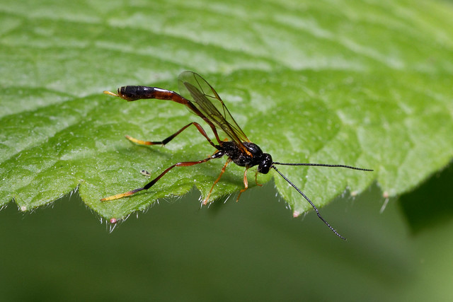 Habronyx nigricornis (Ichneumonidae)