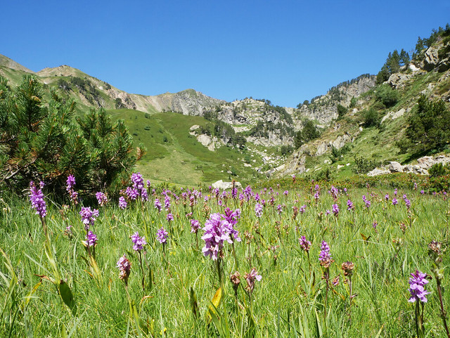 Common spotted orchids (Dactylorhiza maculata fuchsii), Les Bassettes, Vallée du Galbe