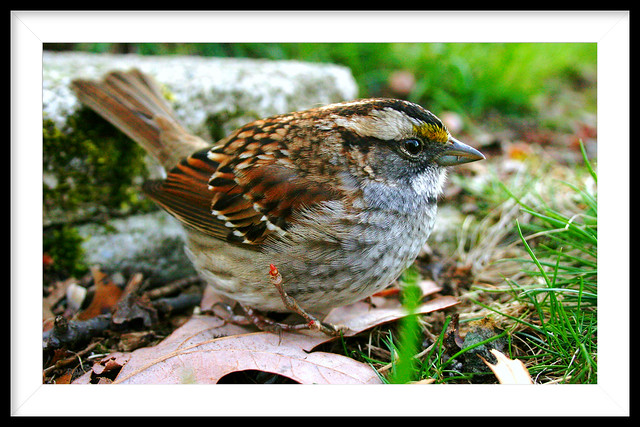 White Throated Sparrow, My back yard, taken April 21st, 2013.
